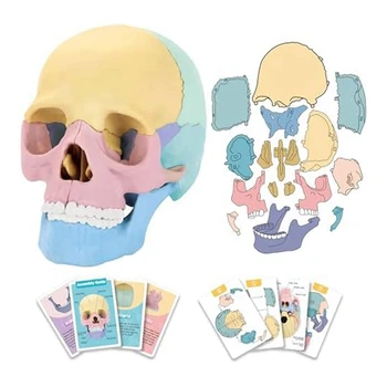 1 комплект Анатомической модели черепа Анатомический пазл с черепом человека Съемная мини-модель человеческого черепа для обучения в клинике