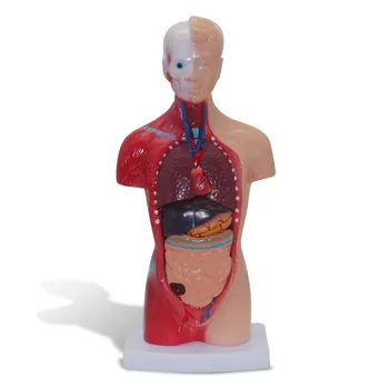 Анатомическая сборка новой модели скелета органов туловища человека для изучения анатомии внутренних органов
