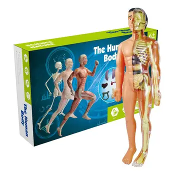 Модель человеческого тела, модель анатомии туловища для детей, 3D игрушка по анатомии человека, Обучающие научные наборы для студентов-медиков, наука